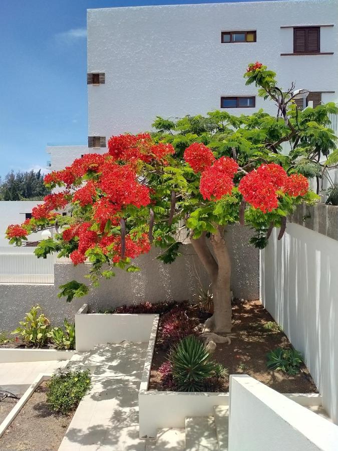 Apartamento Bambú San Agustín Exterior foto